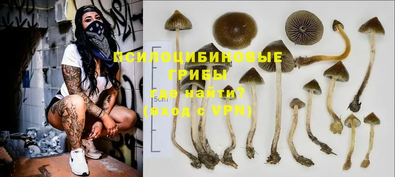 нарко площадка официальный сайт  Бородино  Псилоцибиновые грибы GOLDEN TEACHER 